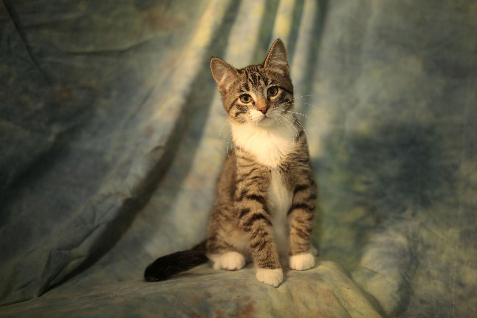 Enlarge Vinson (FeLV+), a Adoptable Domestic Short Hair in New Prague, MN image 1/3