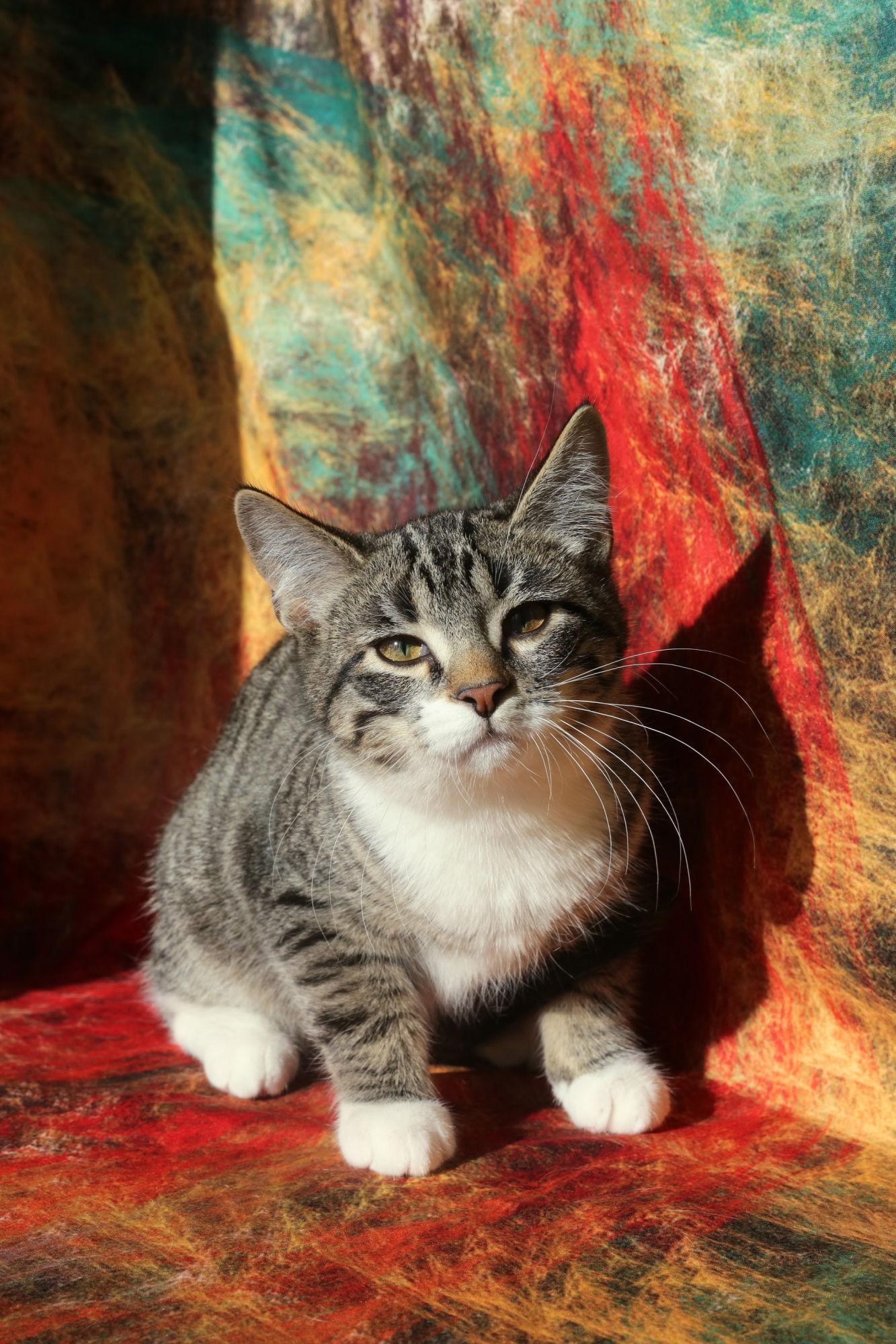 Enlarge Vinson (FeLV+), a Adoptable Domestic Short Hair in New Prague, MN image 2/3