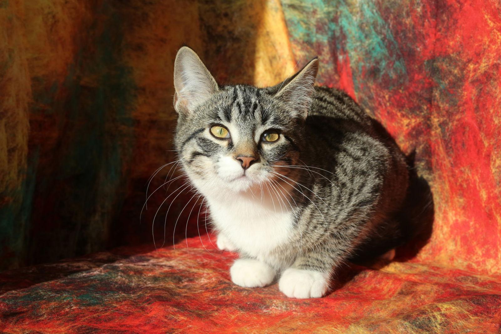 Enlarge Vinson (FeLV+), a Adoptable Domestic Short Hair in New Prague, MN image 3/3