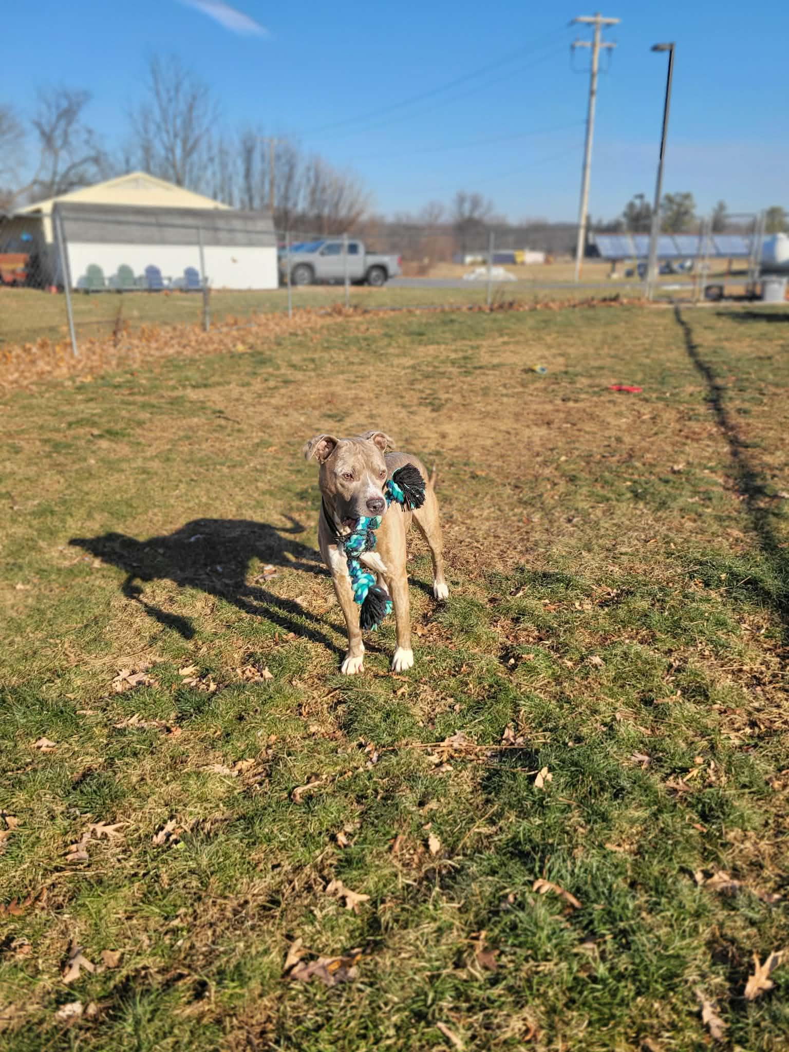 Enlarge Bibble, a ADOPTABLE mixed breed in Chambersburg, PA image 1/2