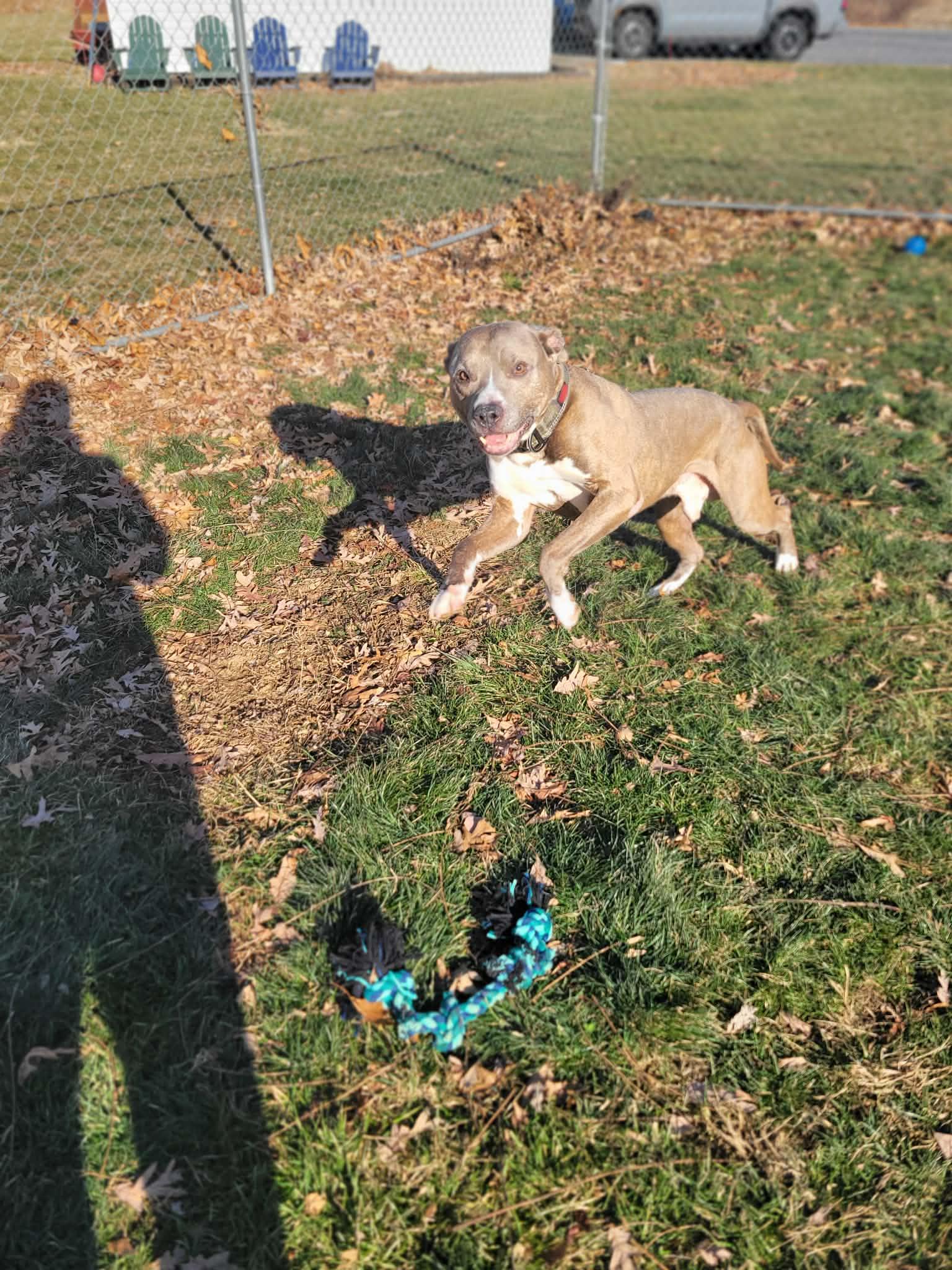 Enlarge Bibble, a ADOPTABLE mixed breed in Chambersburg, PA image 2/2