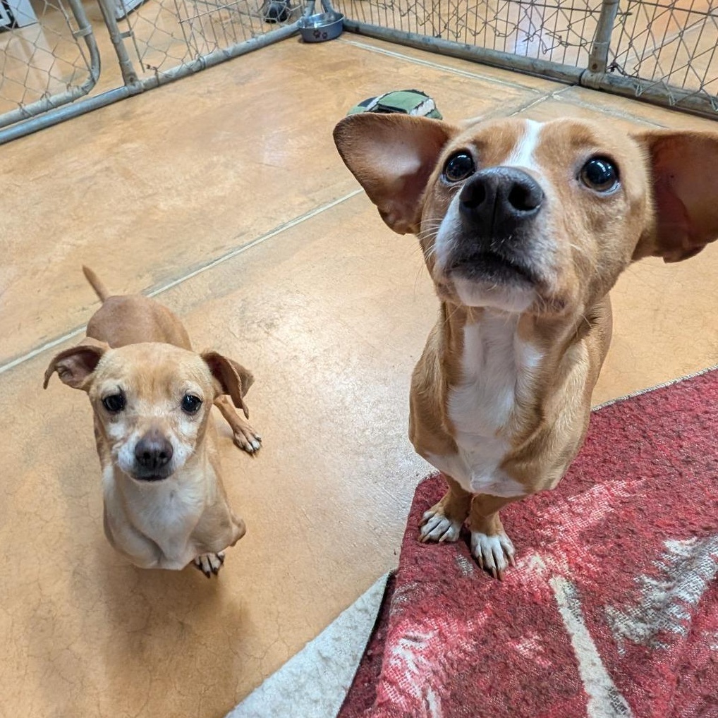 Mila & Rocco, an adopted mixed breed in Thayne, WY image 4/6