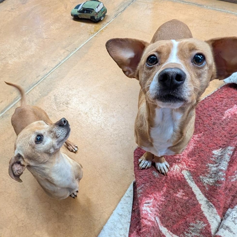 Mila & Rocco, an adopted mixed breed in Thayne, WY image 1/6