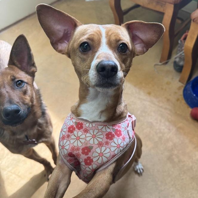 Mila & Rocco, an adopted mixed breed in Thayne, WY image 6/6