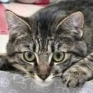 Enlarge Lily, a ADOPTABLE mixed breed in Long Beach, WA image 5/5