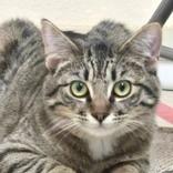 Lily, ADOPTABLE, Kitten Female Domestic Short Hair & Tabby.