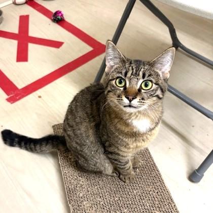 Enlarge Lily, a ADOPTABLE mixed breed in Long Beach, WA image 2/5