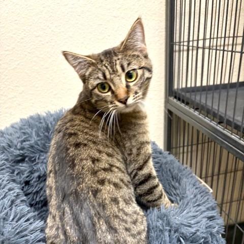 Enlarge Lily, a ADOPTABLE mixed breed in Long Beach, WA image 4/5