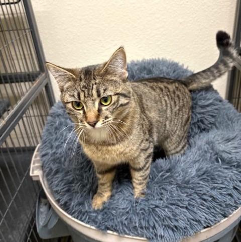 Enlarge Lily, a ADOPTABLE mixed breed in Long Beach, WA image 3/5