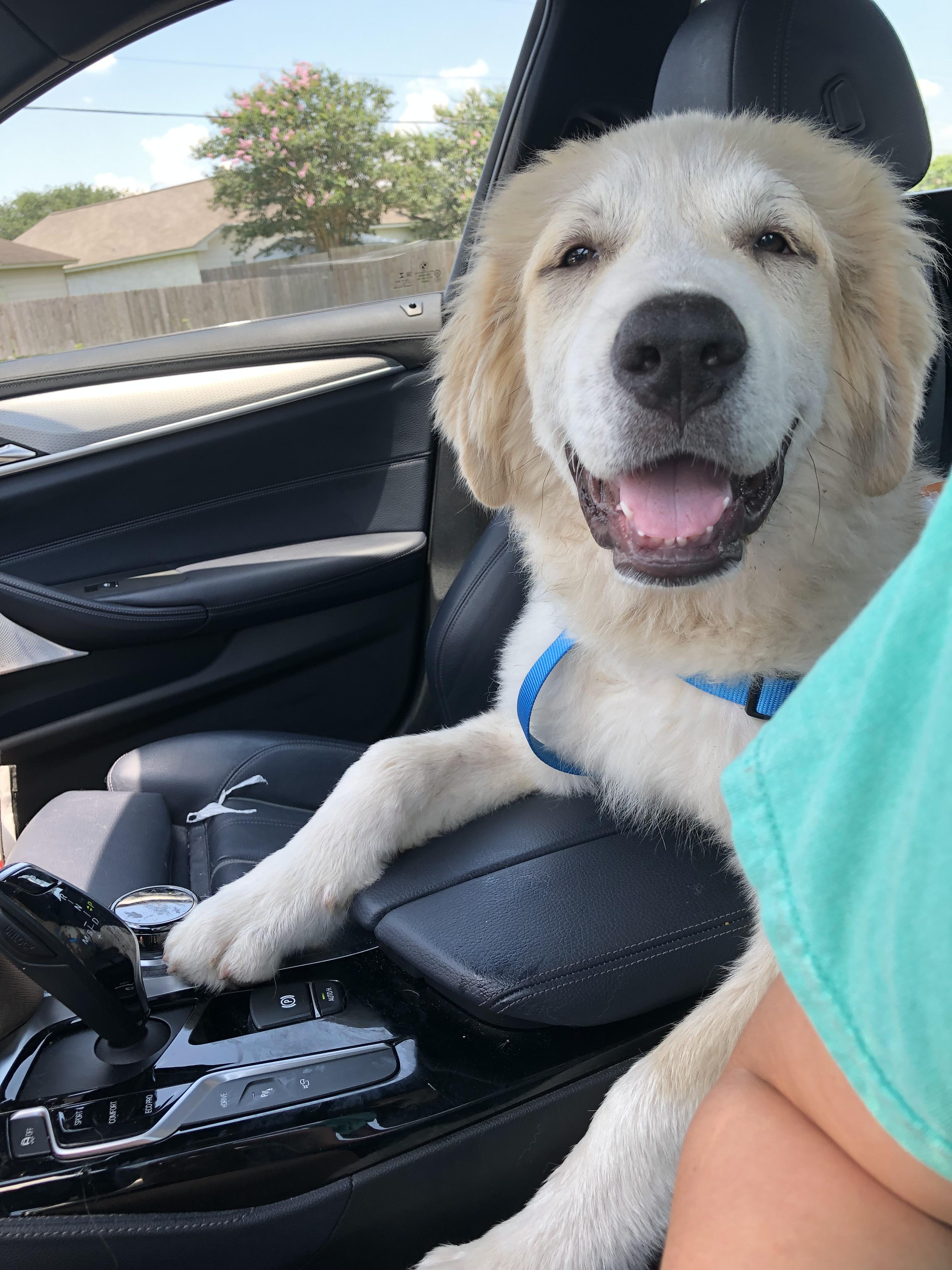 Enlarge Scotty, a Adopted mixed breed in Cuero, TX image 1/1