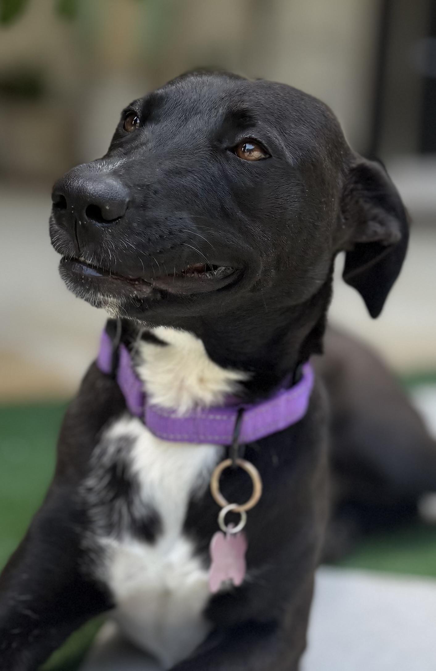 Lolita, a Adoptable mixed breed in Brattleboro , VT image 2/6