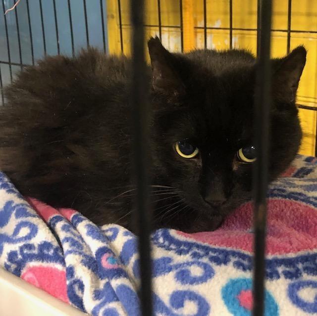 Figaro 1, Adoptable, Senior Male Domestic Short Hair.