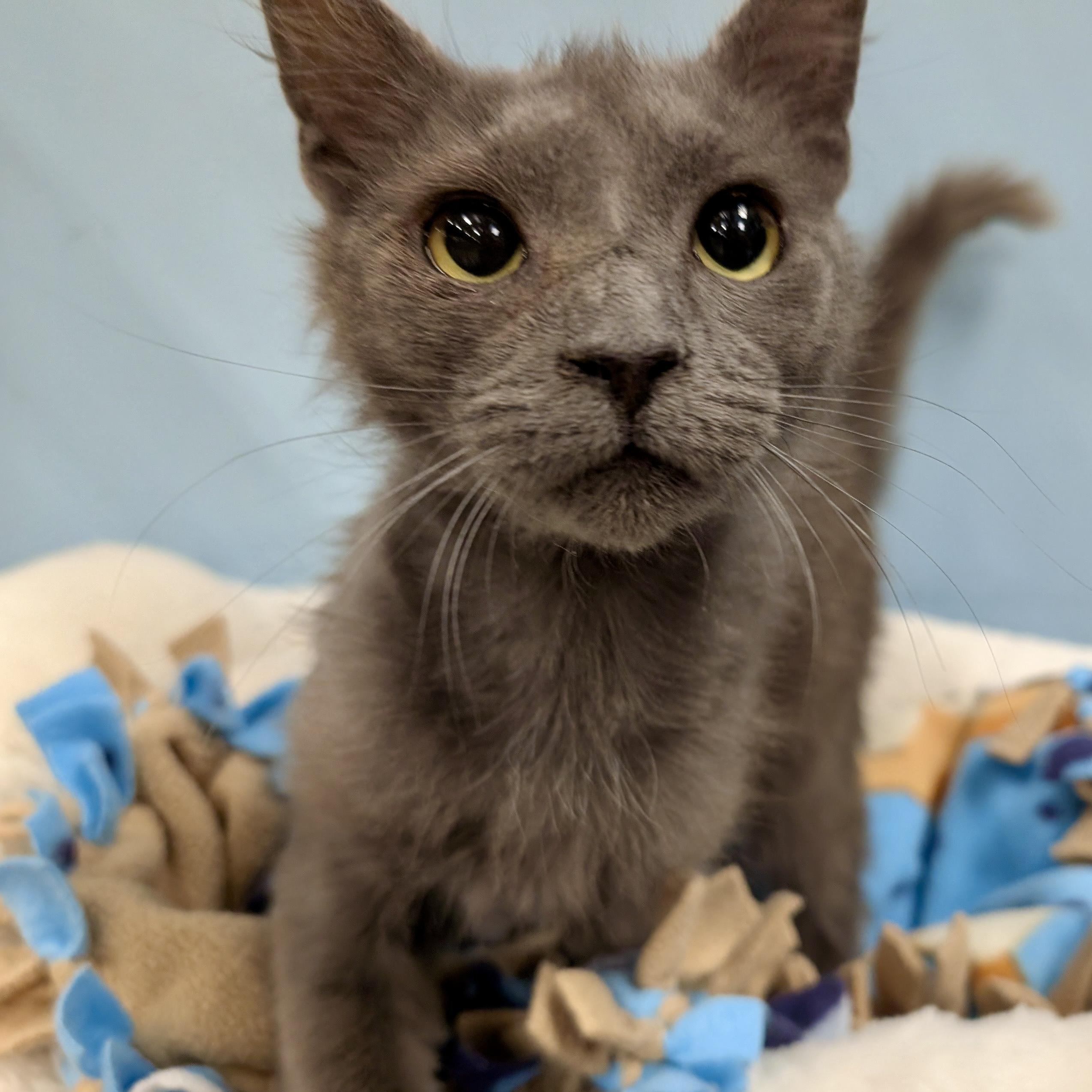 Enlarge Smokey, a ADOPTABLE Domestic Short Hair in Smithfield, NC image 2/6