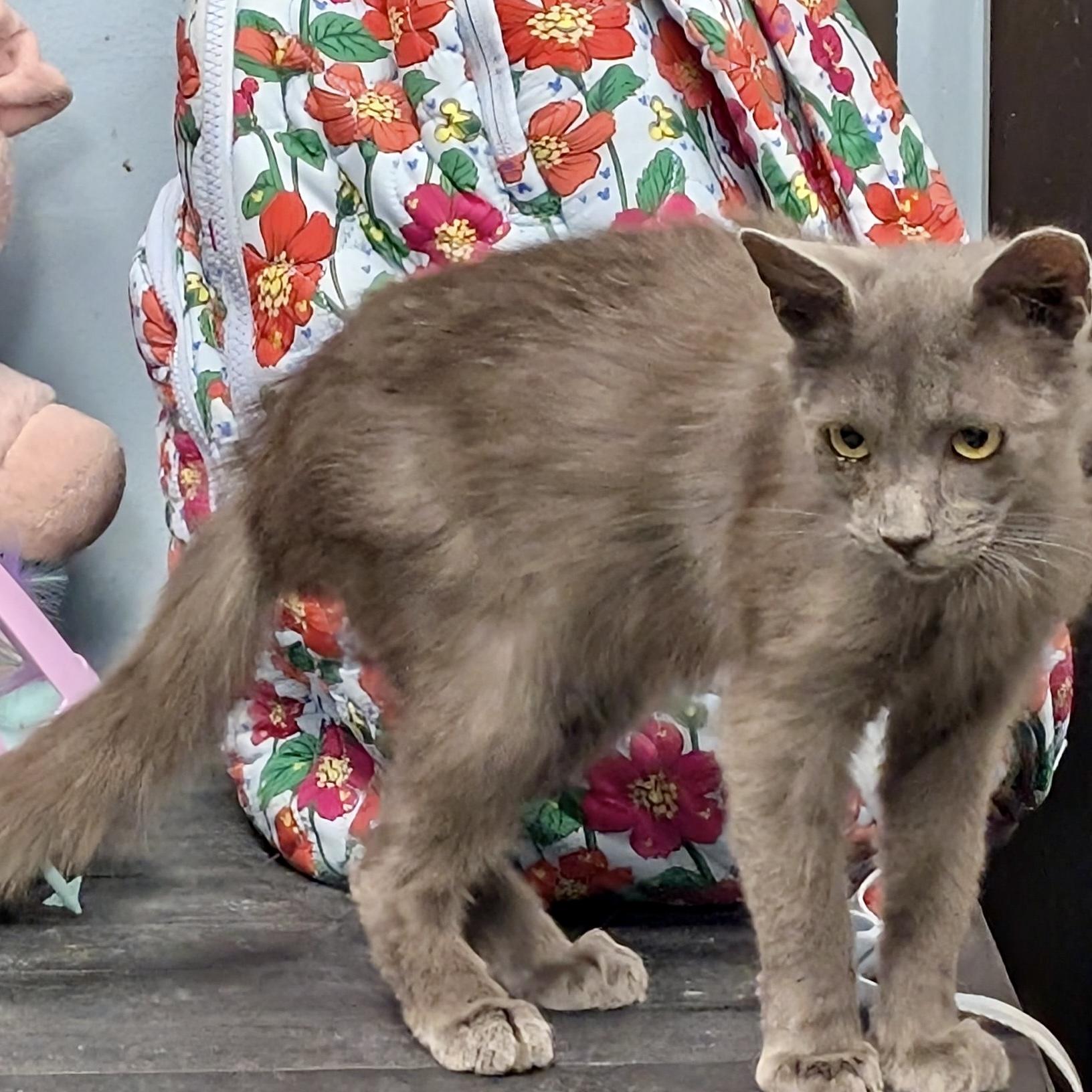 Enlarge Smokey, a ADOPTABLE Domestic Short Hair in Smithfield, NC image 3/6