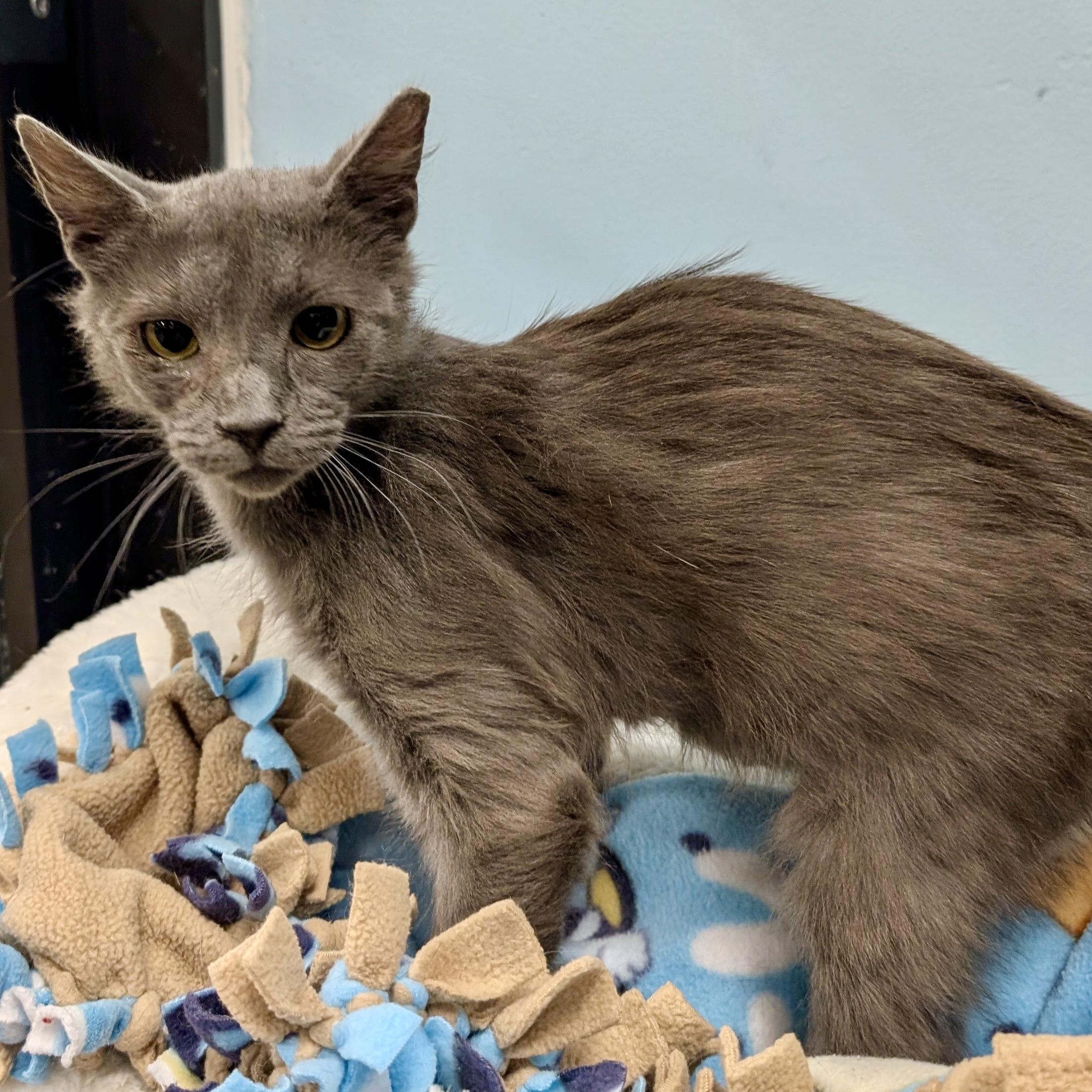 Enlarge Smokey, a ADOPTABLE Domestic Short Hair in Smithfield, NC image 6/6