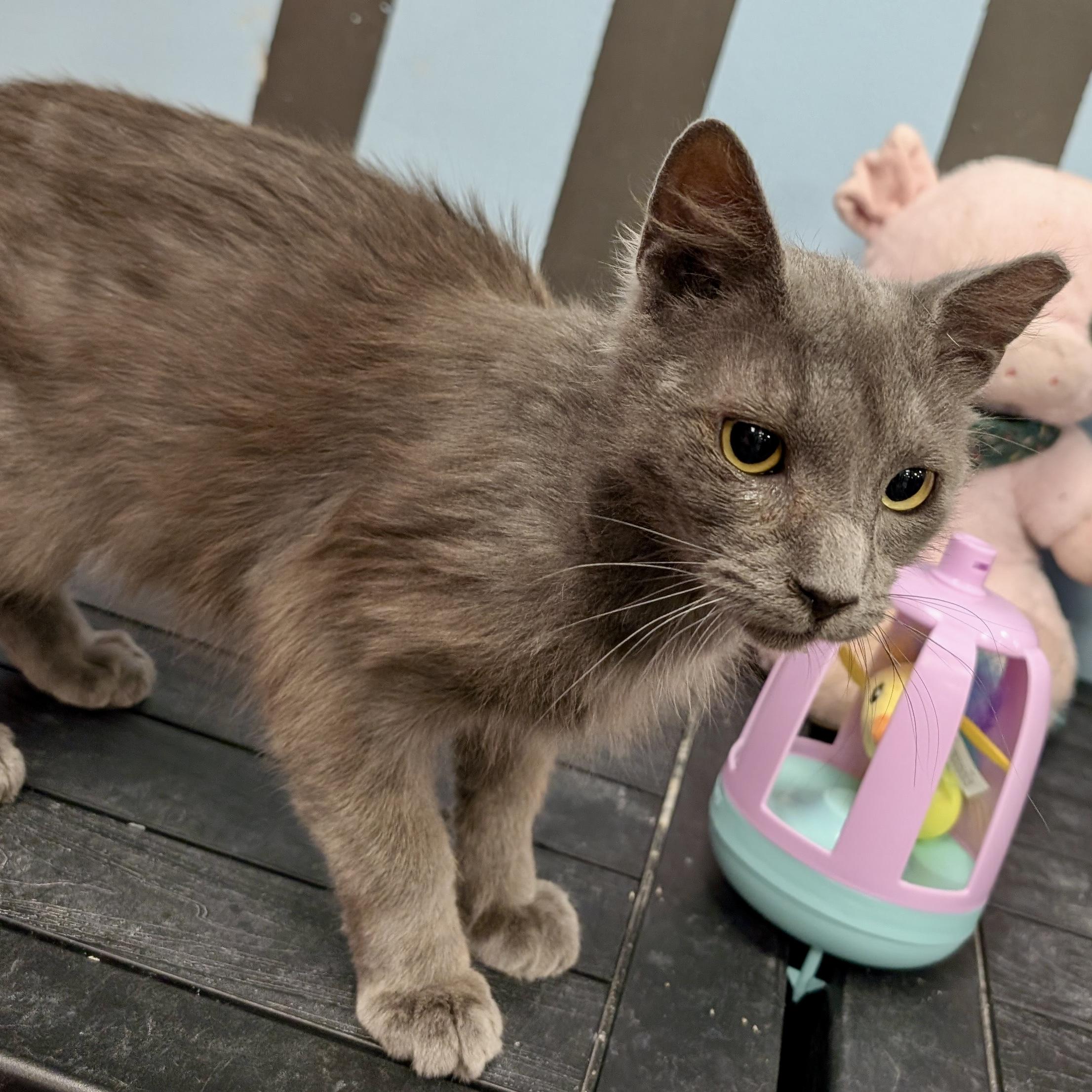 Enlarge Smokey, a ADOPTABLE Domestic Short Hair in Smithfield, NC image 4/6
