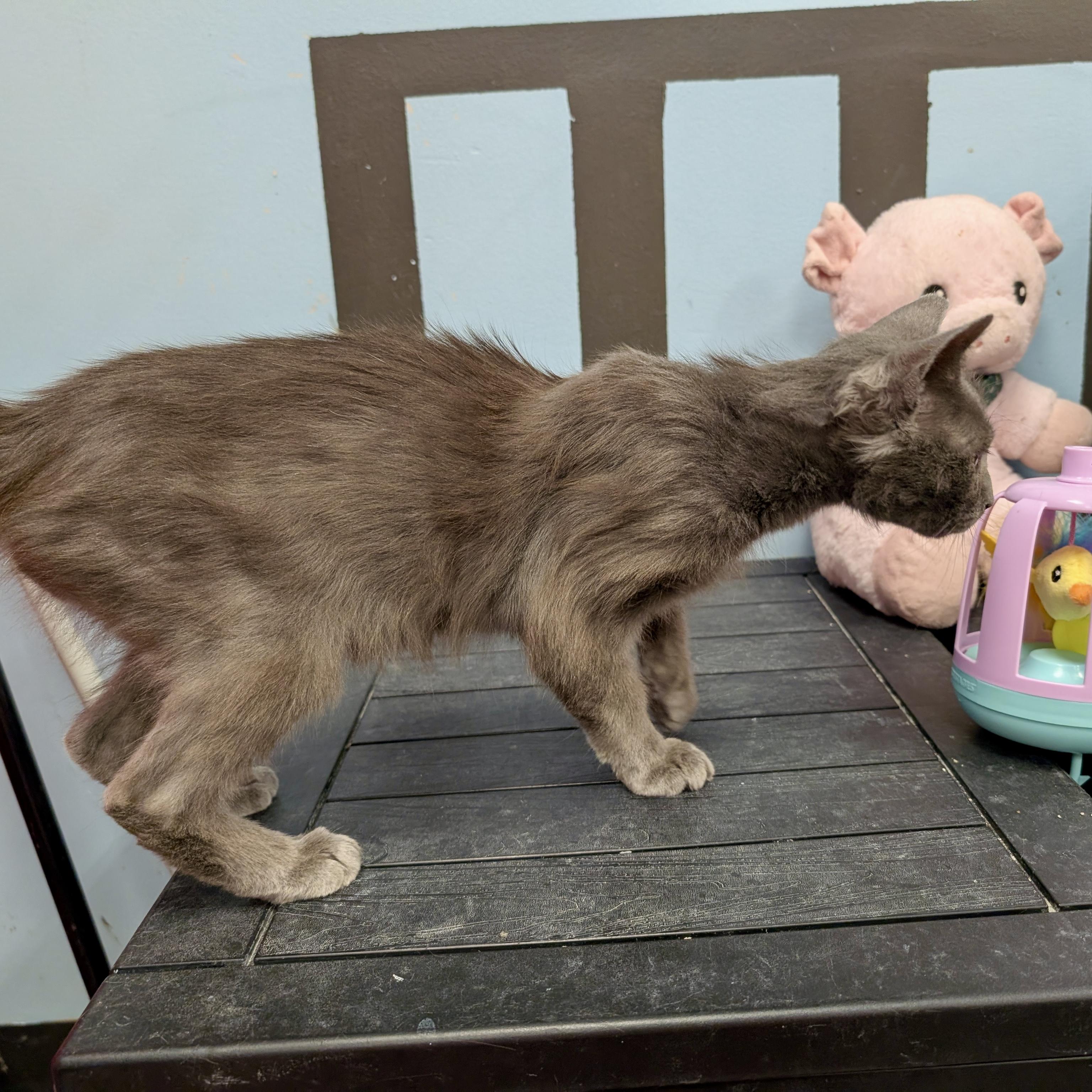 Enlarge Smokey, a ADOPTABLE Domestic Short Hair in Smithfield, NC image 5/6