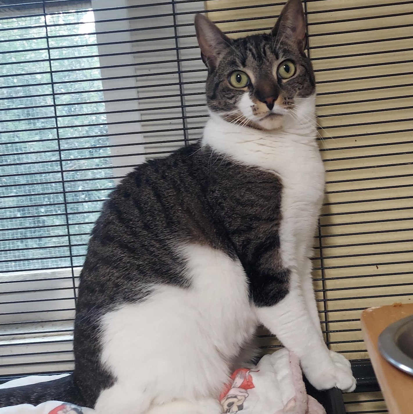 Carolina, a Adoptable Domestic Short Hair in Warwick, RI image 3/4