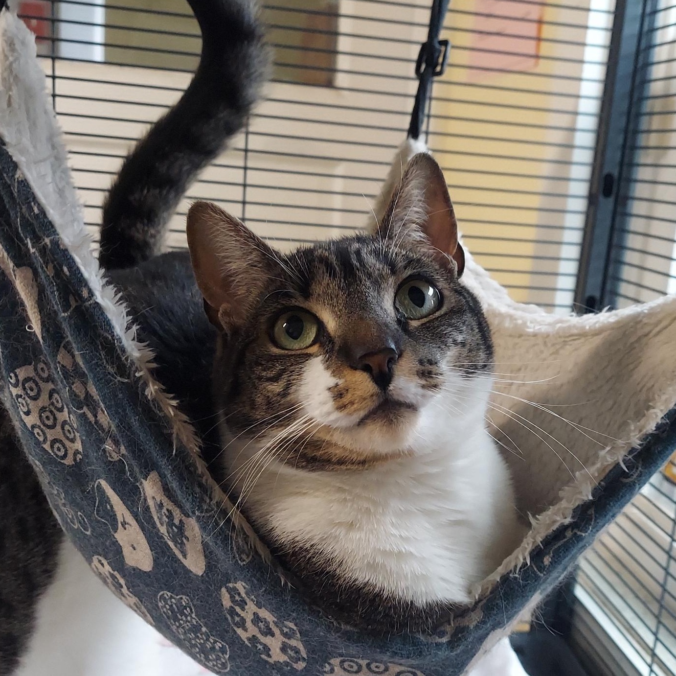 Carolina, Adoptable, Young Female Domestic Short Hair.