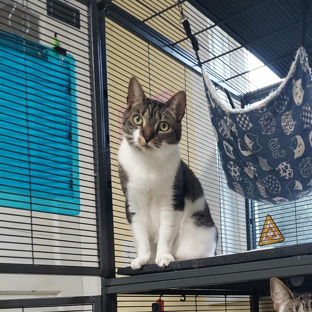 Carolina, a Adoptable Domestic Short Hair in Warwick, RI image 2/4