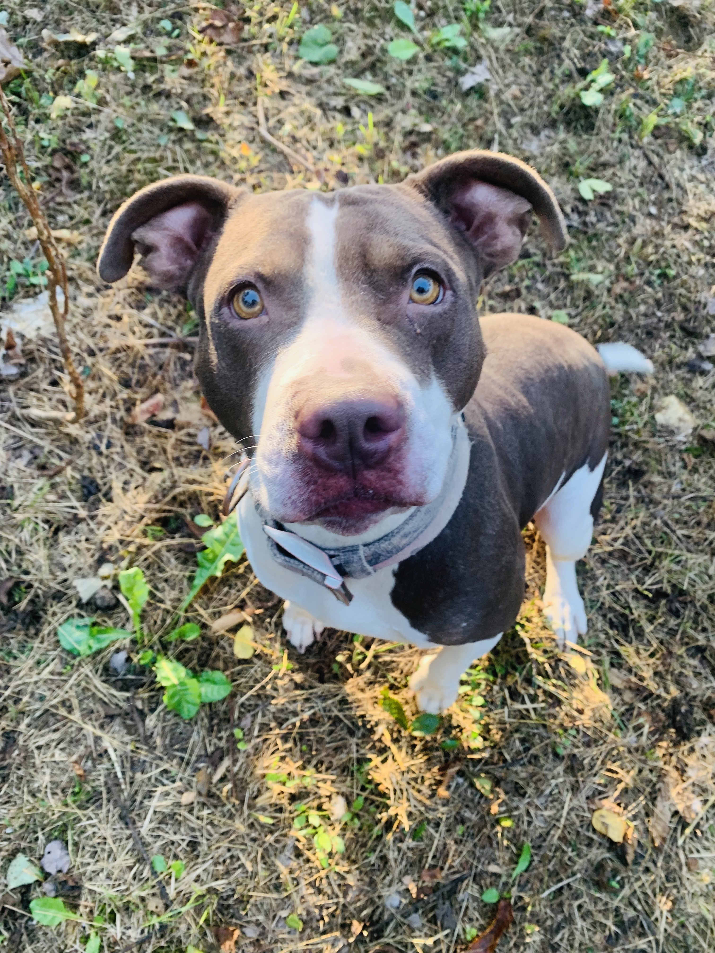 Riley, Adoptable, Adult Female American Bulldog.