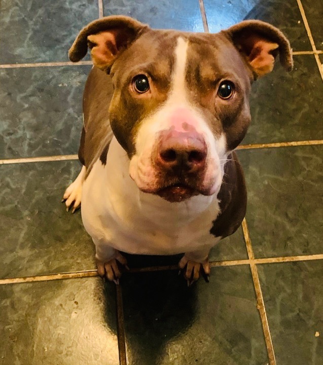 Riley, Adoptable, Adult Female American Bulldog.