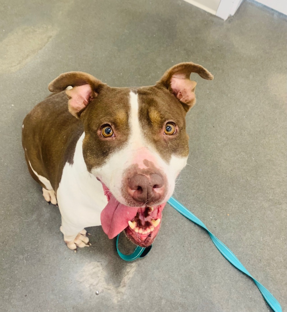 Enlarge Riley, a Adoptable mixed breed in Rogers, AR image 3/3