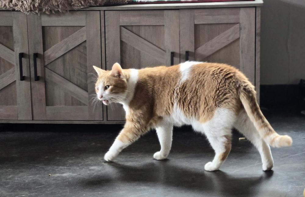 Lloyd**@ Whisker Room Cafe**, Adoptable, Adult Male Domestic Short Hair.