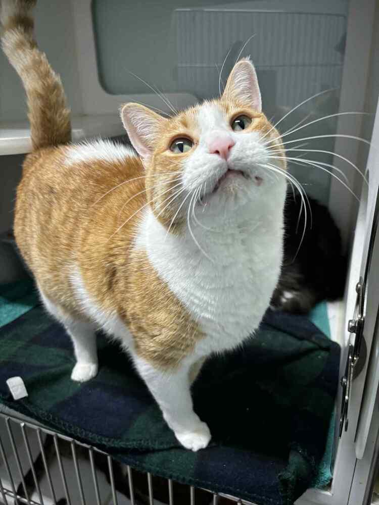 Enlarge Lloyd**@ Whisker Room Cafe**, a Adoptable Domestic Short Hair in Muskegon, MI image 2/6