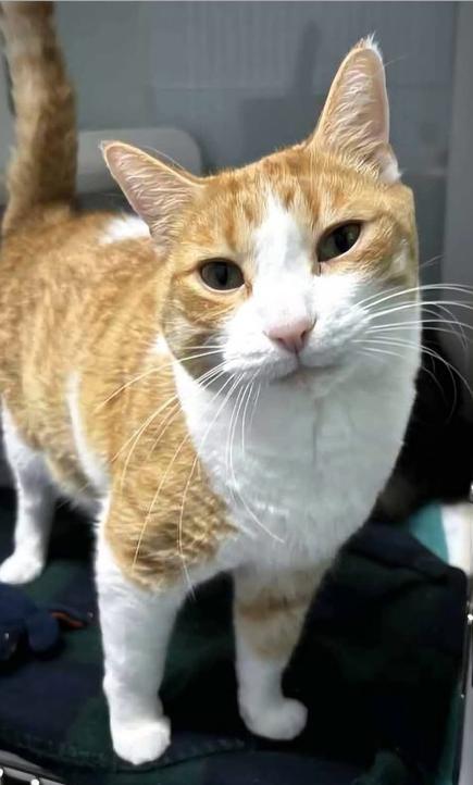Enlarge Lloyd**@ Whisker Room Cafe**, a Adoptable Domestic Short Hair in Muskegon, MI image 3/6