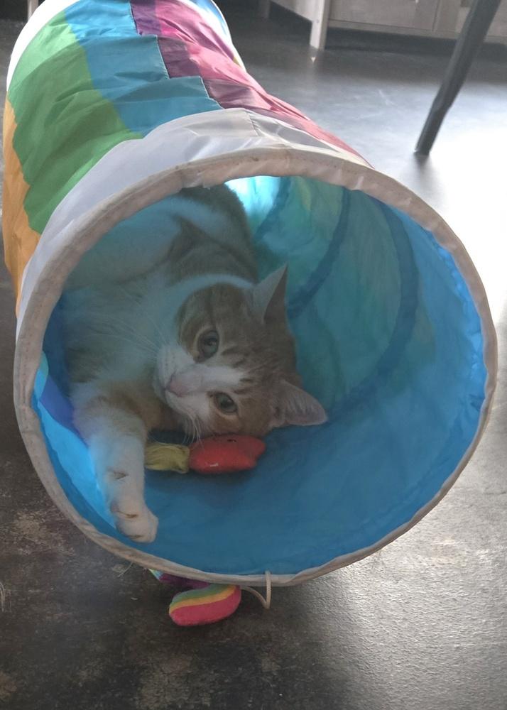 Enlarge Lloyd**@ Whisker Room Cafe**, a Adoptable Domestic Short Hair in Muskegon, MI image 3/6