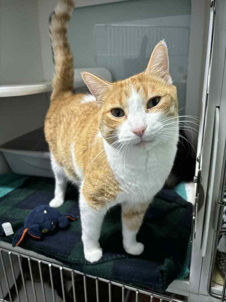 Enlarge Lloyd**@ Whisker Room Cafe**, a Adoptable Domestic Short Hair in Muskegon, MI image 4/6