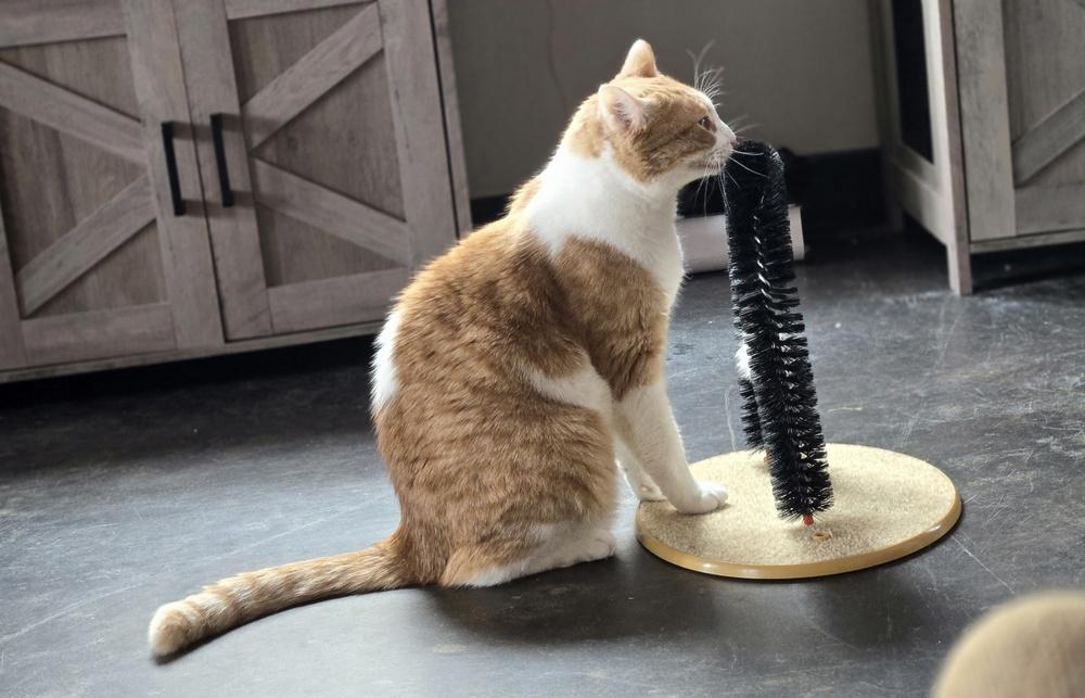 Enlarge Lloyd**@ Whisker Room Cafe**, a Adoptable Domestic Short Hair in Muskegon, MI image 5/6