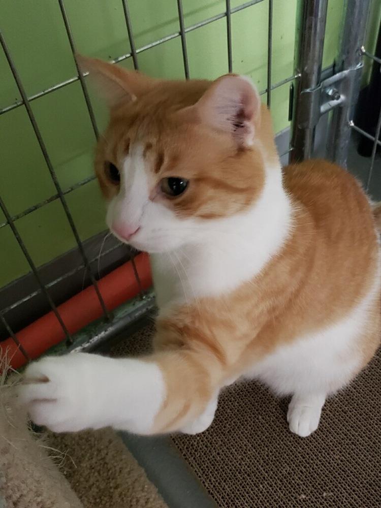 Enlarge Lloyd**@ Whisker Room Cafe**, a Adoptable Domestic Short Hair in Muskegon, MI image 6/6