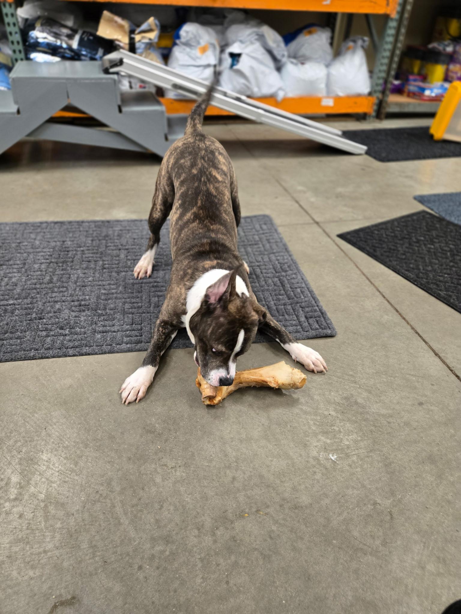 Enlarge Jonah, a ADOPTABLE mixed breed in Monroe, OH image 5/5