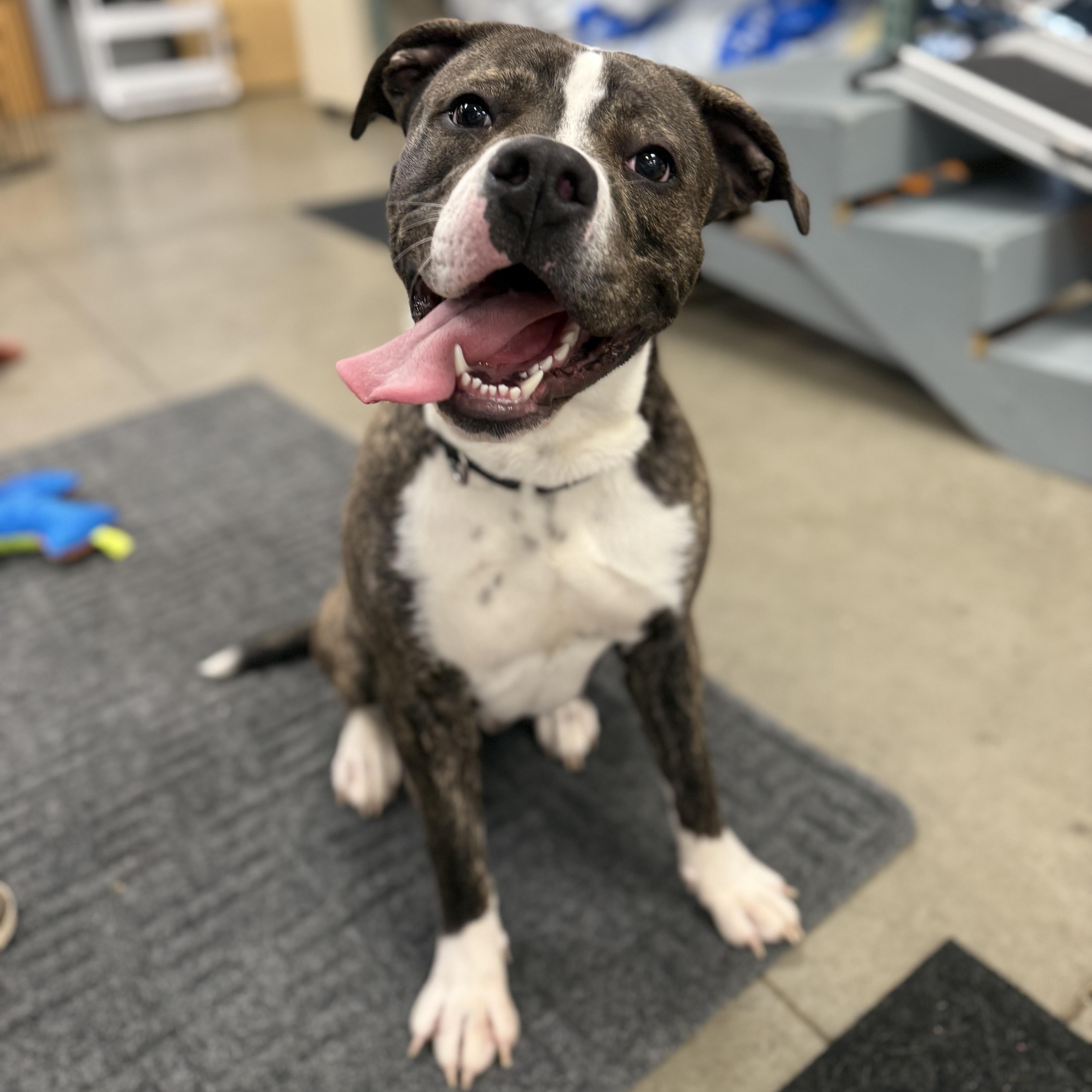 Jonah, ADOPTABLE, Puppy Male Boxer & Pit Bull Terrier.