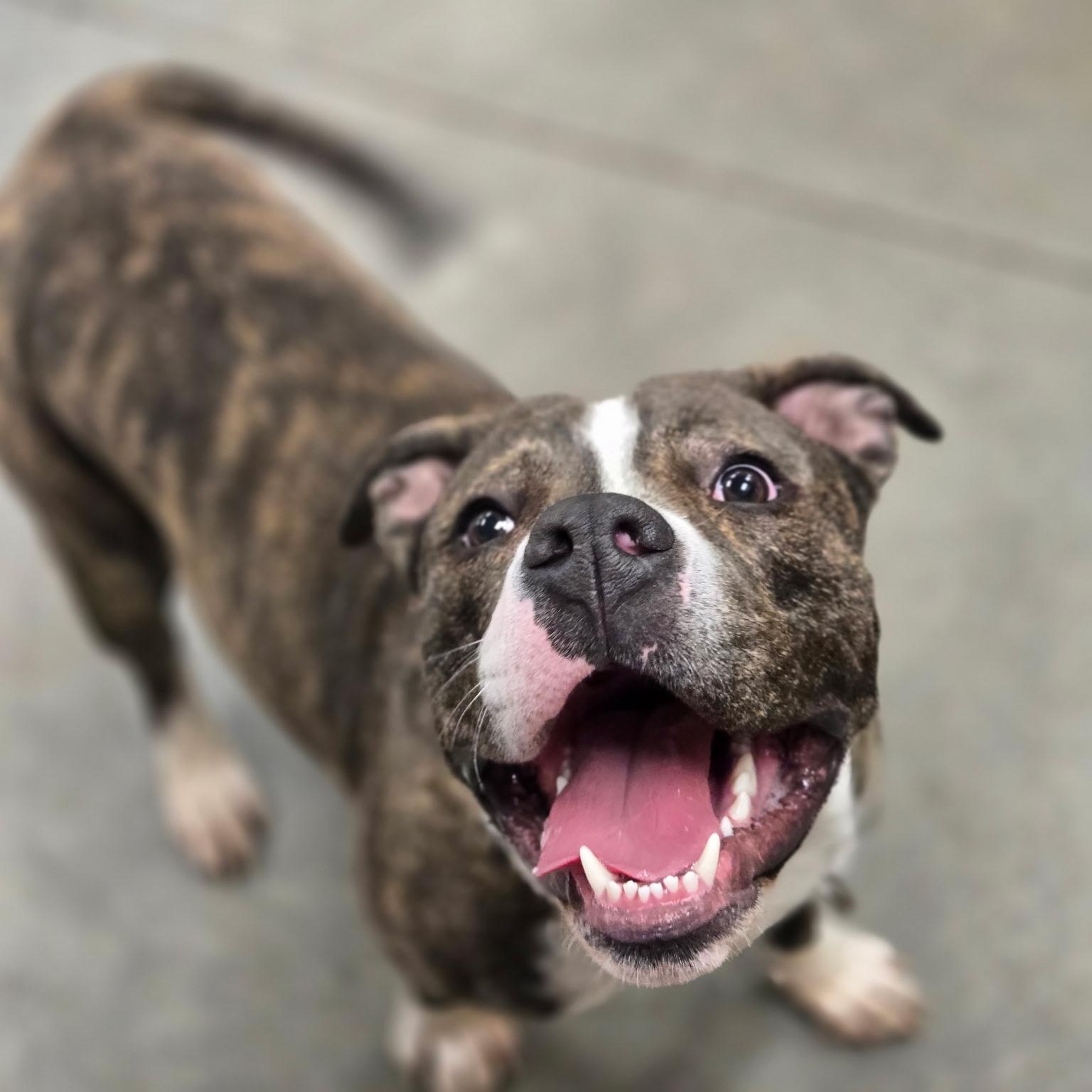 Enlarge Jonah, a ADOPTABLE mixed breed in Monroe, OH image 2/5