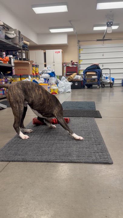 Enlarge Jonah, a ADOPTABLE mixed breed in Monroe, OH video 3/5