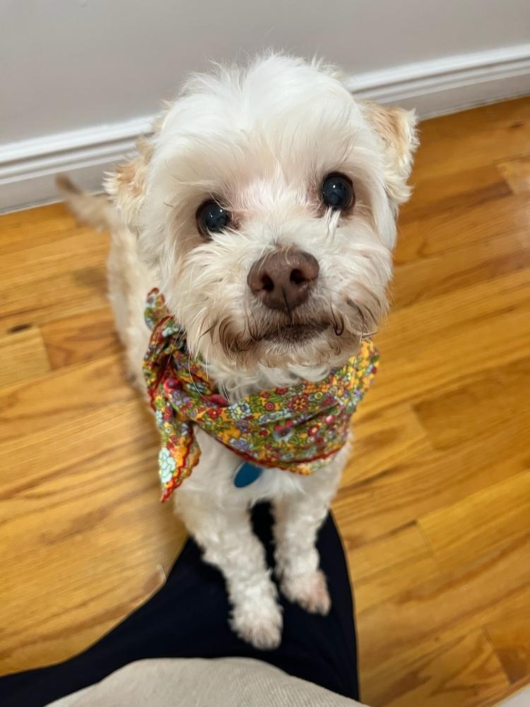 Marshmallow thumbnail 2