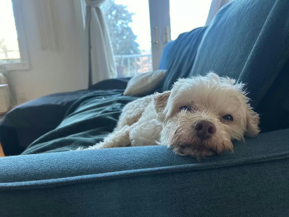 Marshmallow thumbnail 4