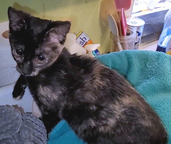 Charish, Adoptable, Young Female Tortoiseshell.