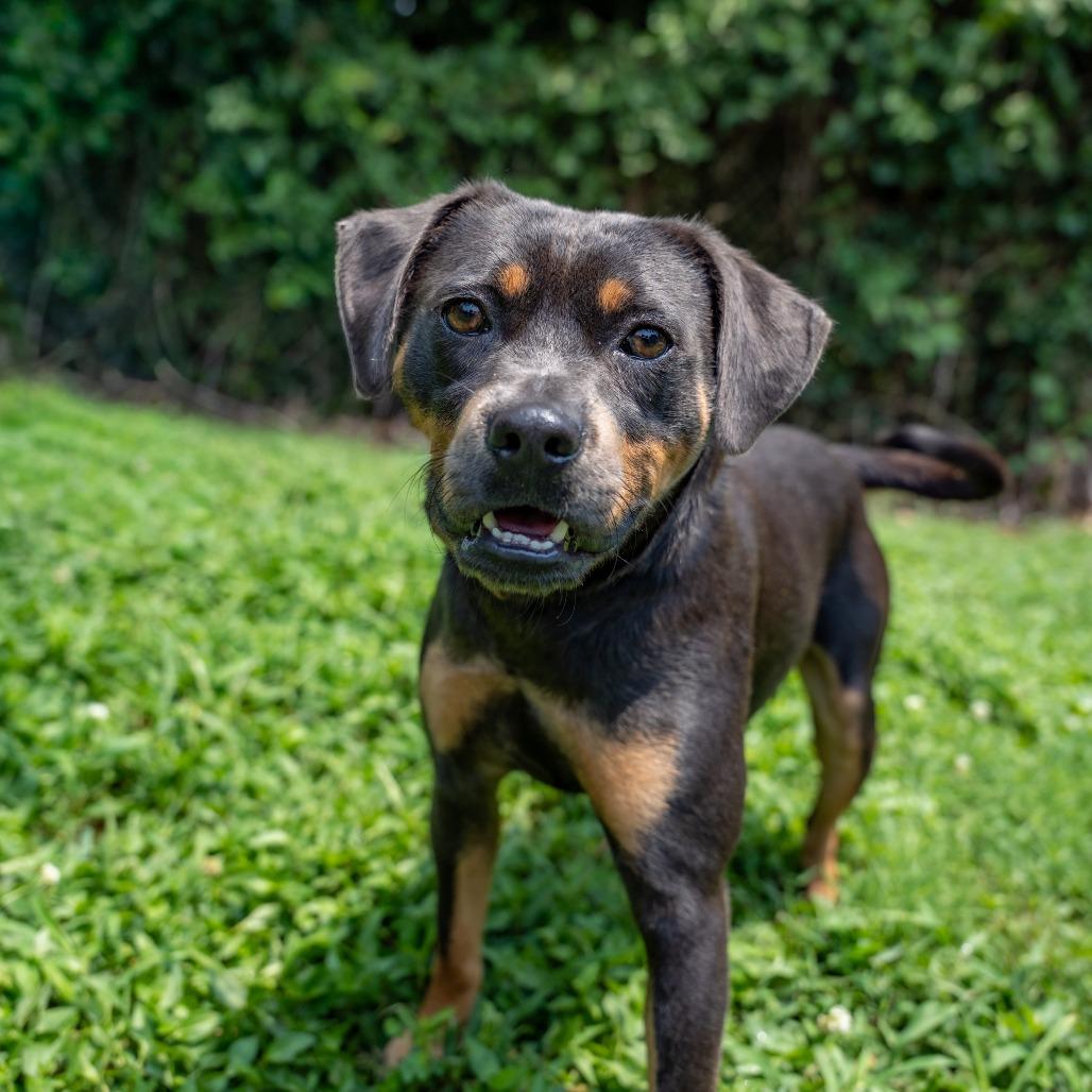 Enlarge Cash, a Adoptable mixed breed in Gainesville, GA image 1/4