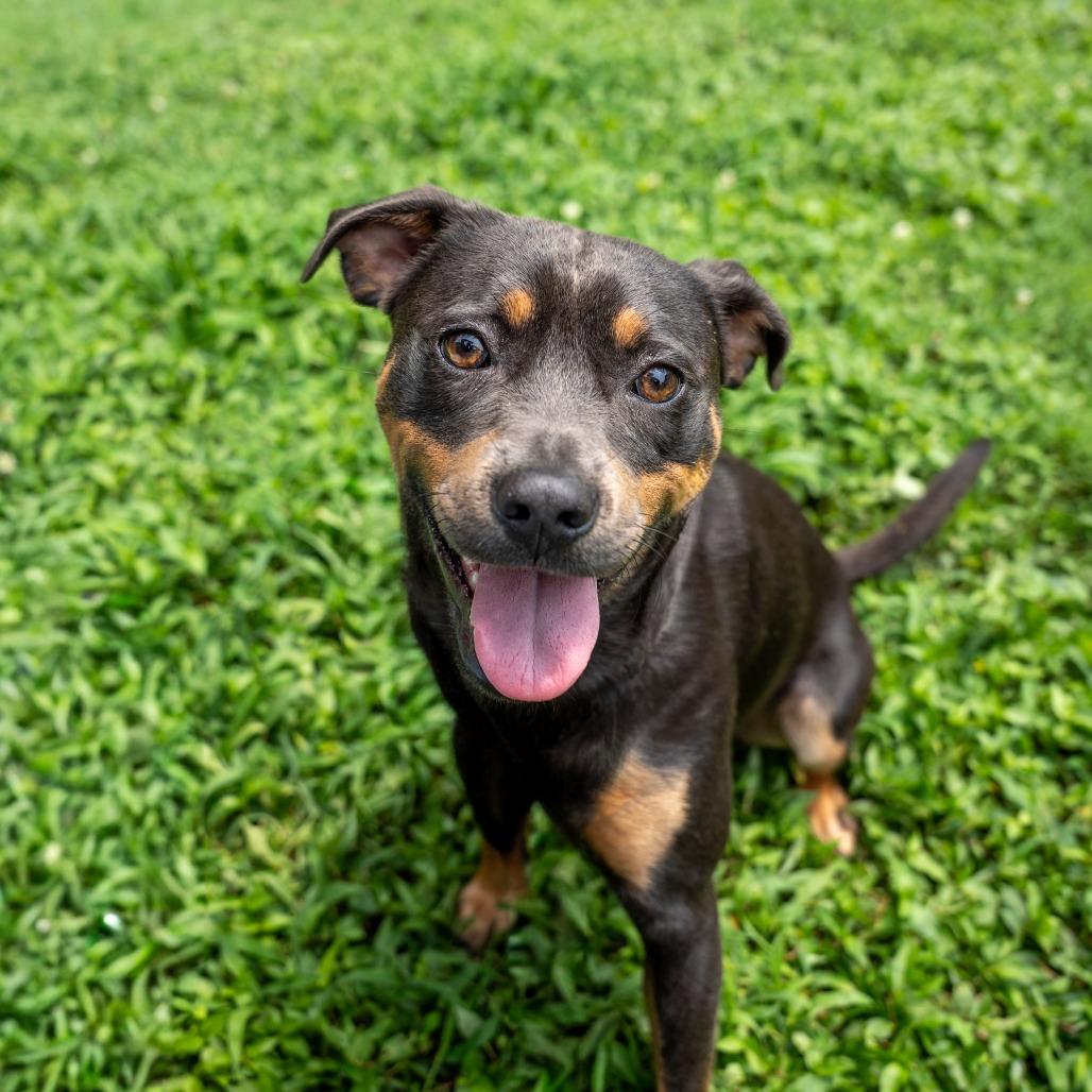 Enlarge Cash, a Adoptable mixed breed in Gainesville, GA image 2/4