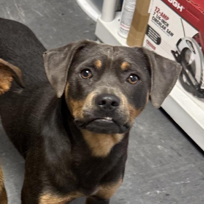 Enlarge Cash, a Adoptable mixed breed in Gainesville, GA image 3/4