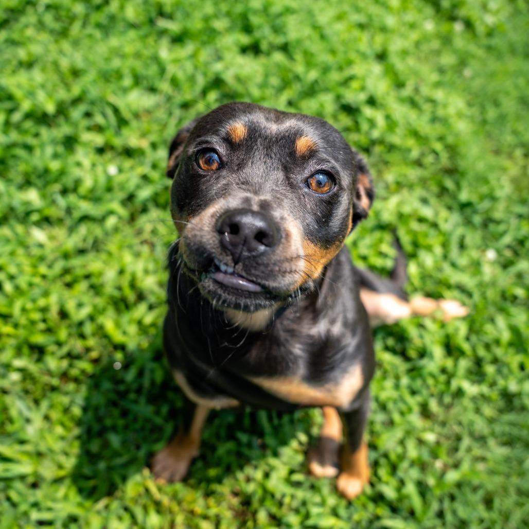 Enlarge Cash, a Adoptable mixed breed in Gainesville, GA image 4/4