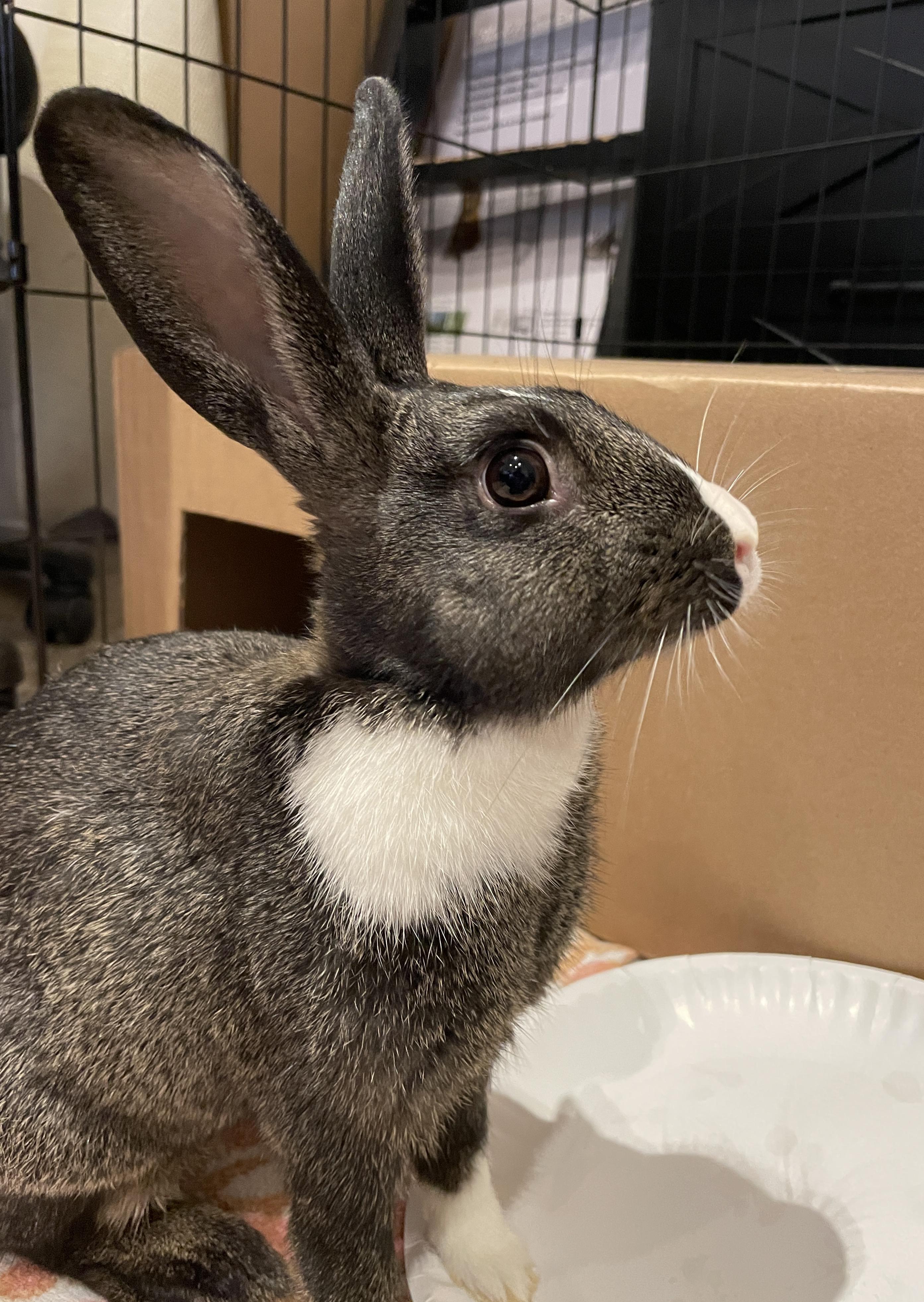 Enlarge Donut and Sprinkle, a Adoptable Dutch in Chicago, IL image 3/3