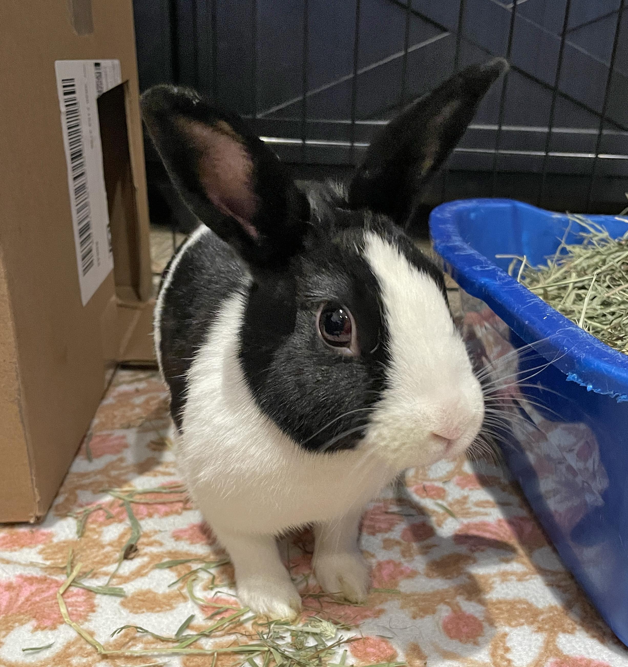 Enlarge Donut and Sprinkle, a Adoptable Dutch in Chicago, IL image 2/3