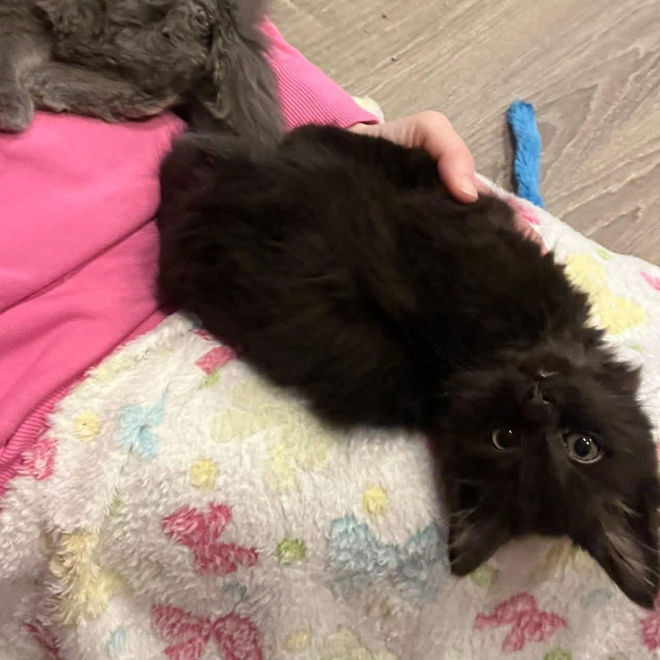 Lake, adopted, Kitten Female Domestic Long Hair.