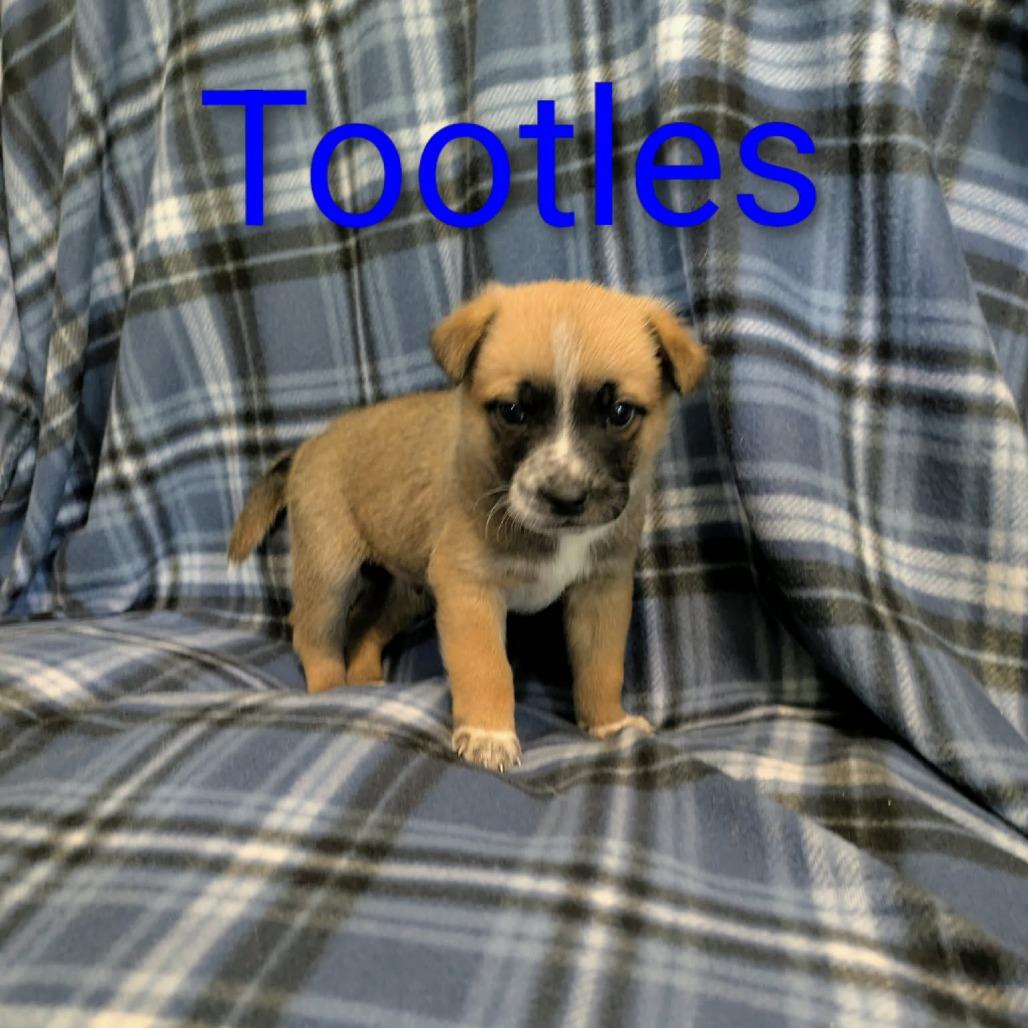 Tootles, Adopted, Puppy Male Cattle Dog.