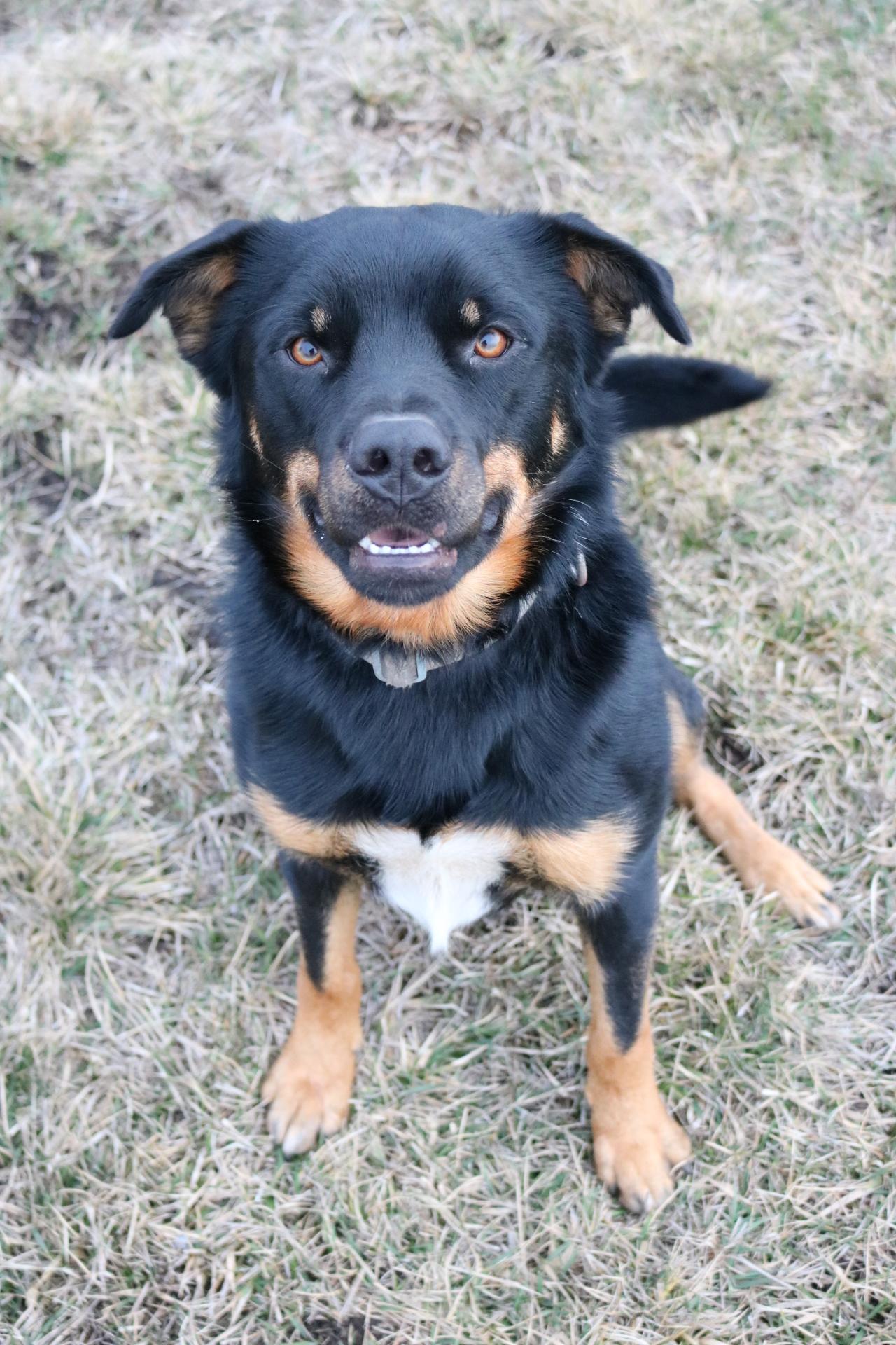 Enlarge Titan, a ADOPTABLE mixed breed in La Grande, OR image 2/3